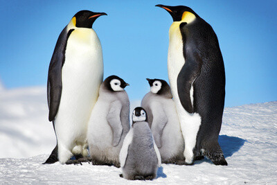 Penguenler neden uçamaz?